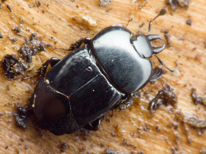 Hololepta plana (Sulzer, 1776)